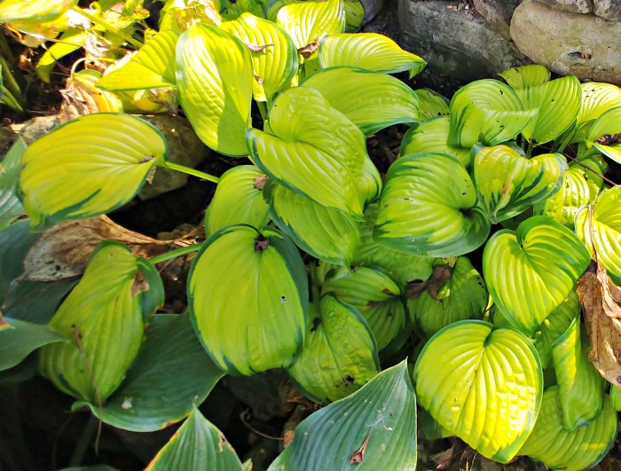 Hosta Stained Glass - Sun Tolerant Variegated Weegbree Lily