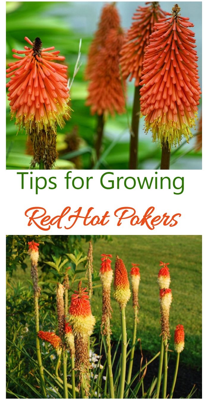 Red Hot Poker - выращивание и уход за факельными лилиями