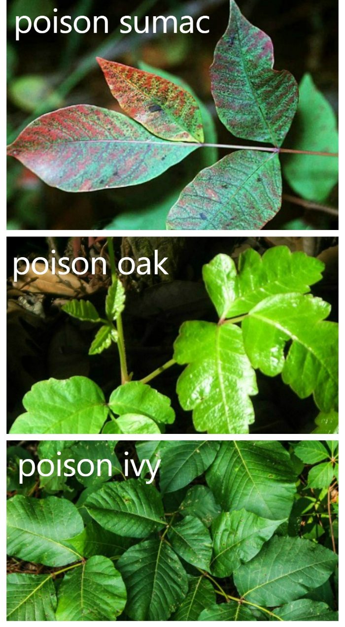 Poison Ivy en giftige wynstokken - Natuerlike previntive maatregels