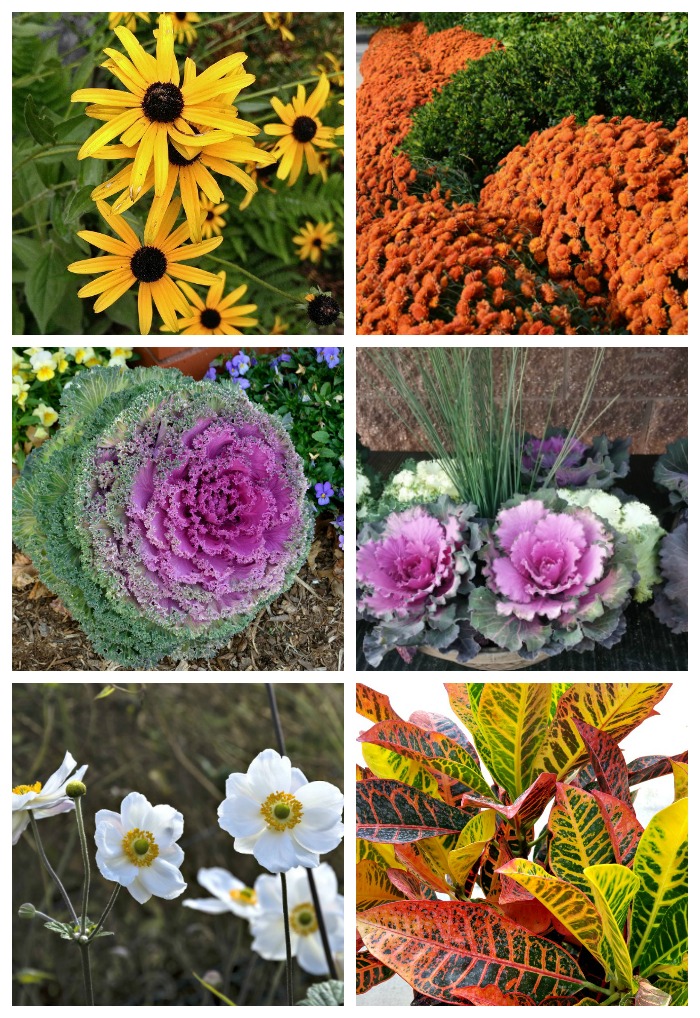 Rudenį žydintys daugiamečiai ir vienmečiai augalai - ryškios spalvos