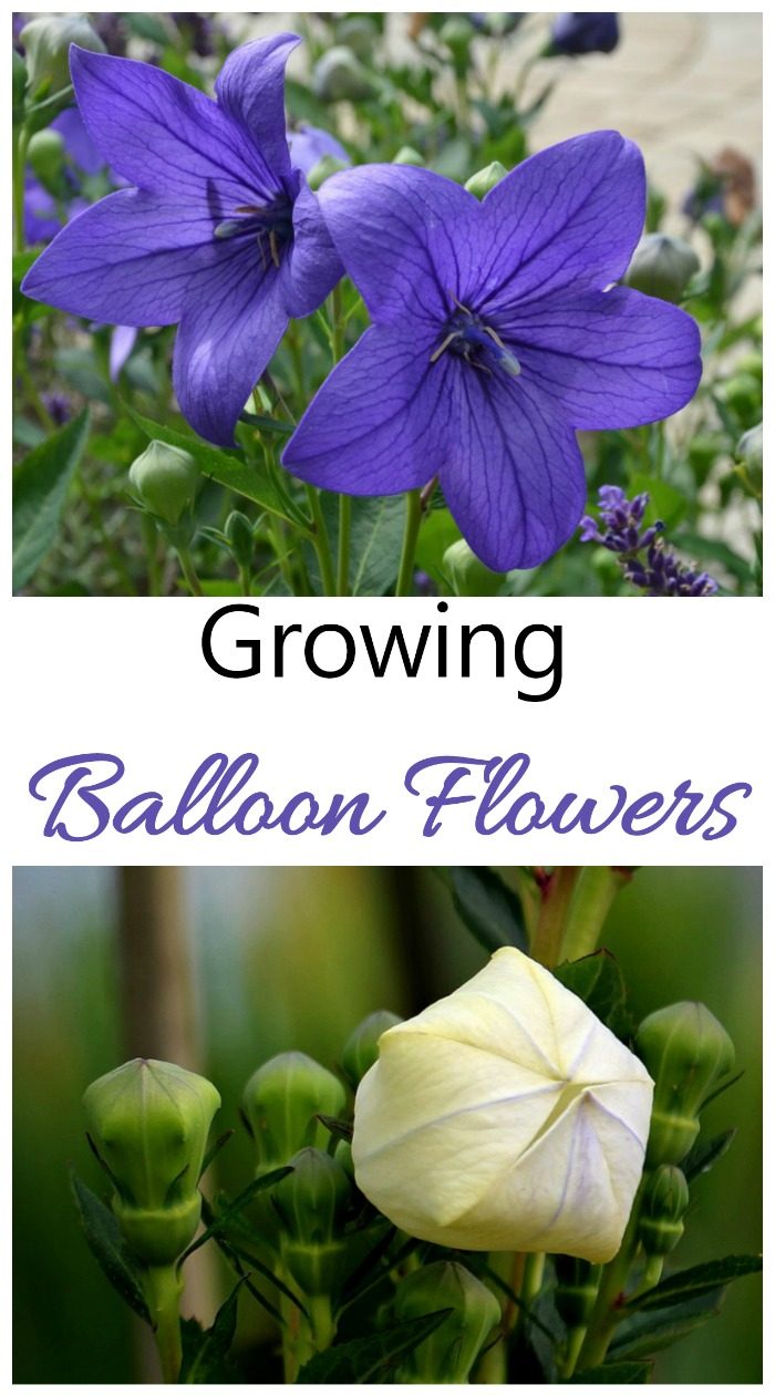 Цветок воздушный шар - советы по выращиванию Platycodon grandiflorus
