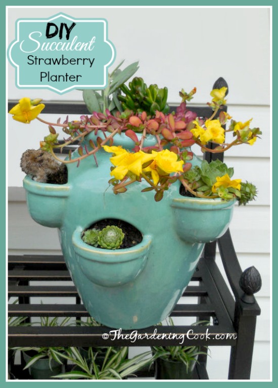 DIY Succulent Strawberry Planter