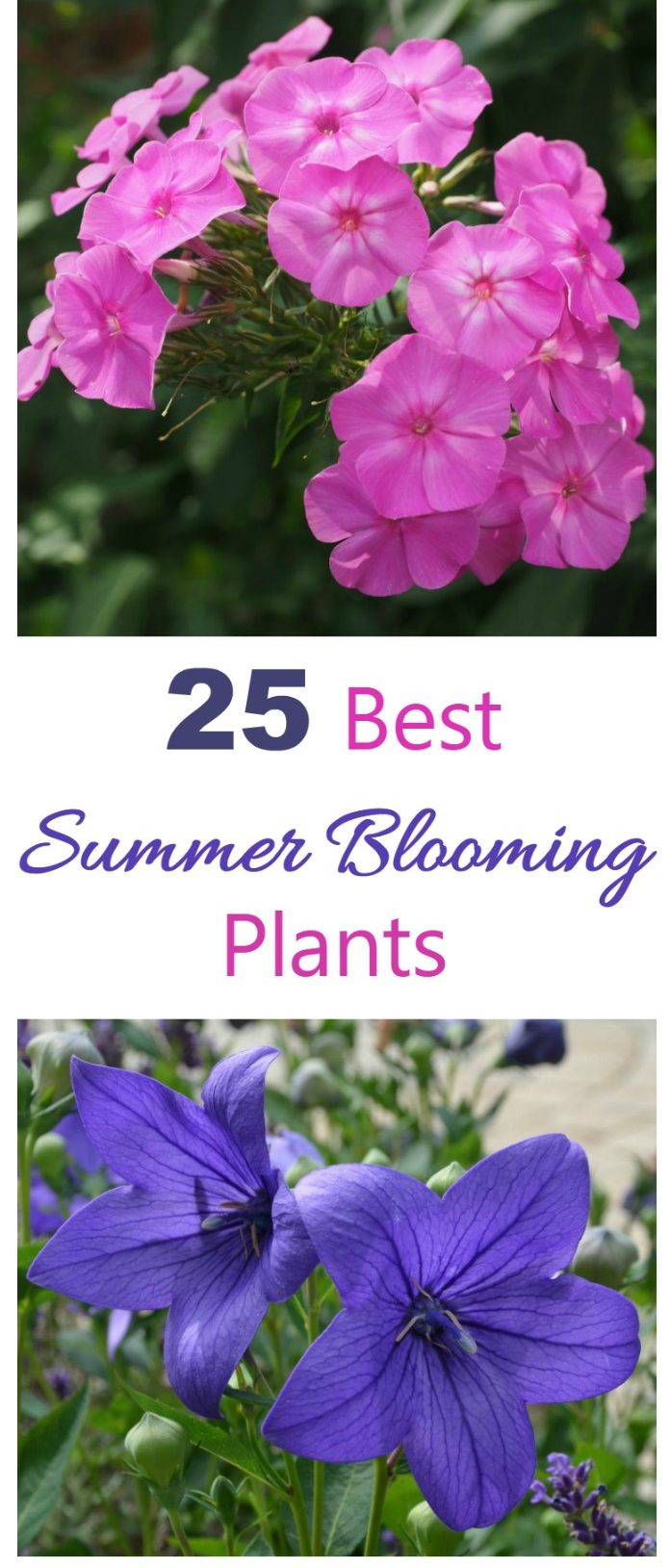 25+ beste sommerblomstrende planter