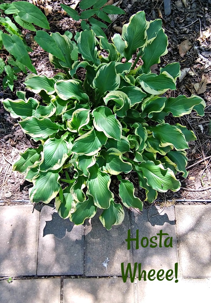 Hosta Wheee! - ποικιλόχρωμο φυτό Hosta ανθεκτικό σε γυμνοσάλιαγκες