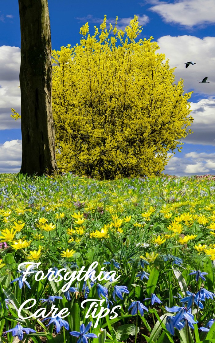 Forsythia Shrub – Petua untuk Menanam, Menanam dan Memangkas Tumbuhan Forsythia