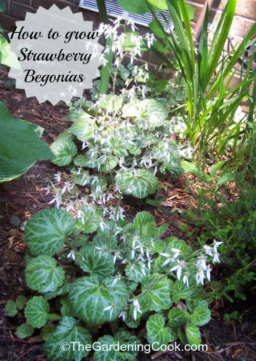 Strawberry Begonia - Nagyszerű szobanövényként vagy talajtakaróként