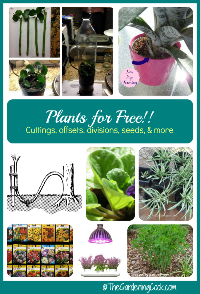 Propagación de plantas - Nuevas plantas gratis