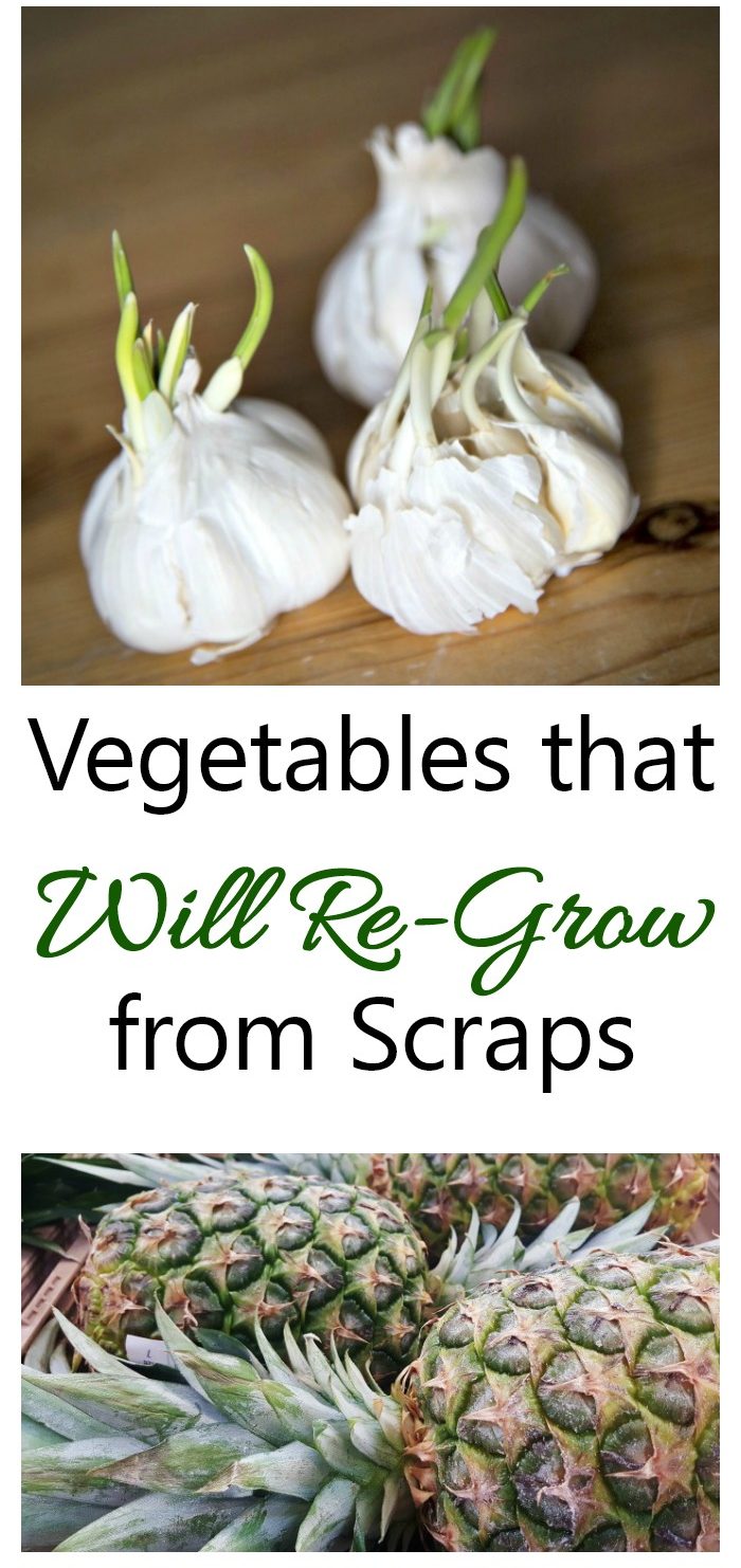 Rerow Your Food From Kitchen Scraps