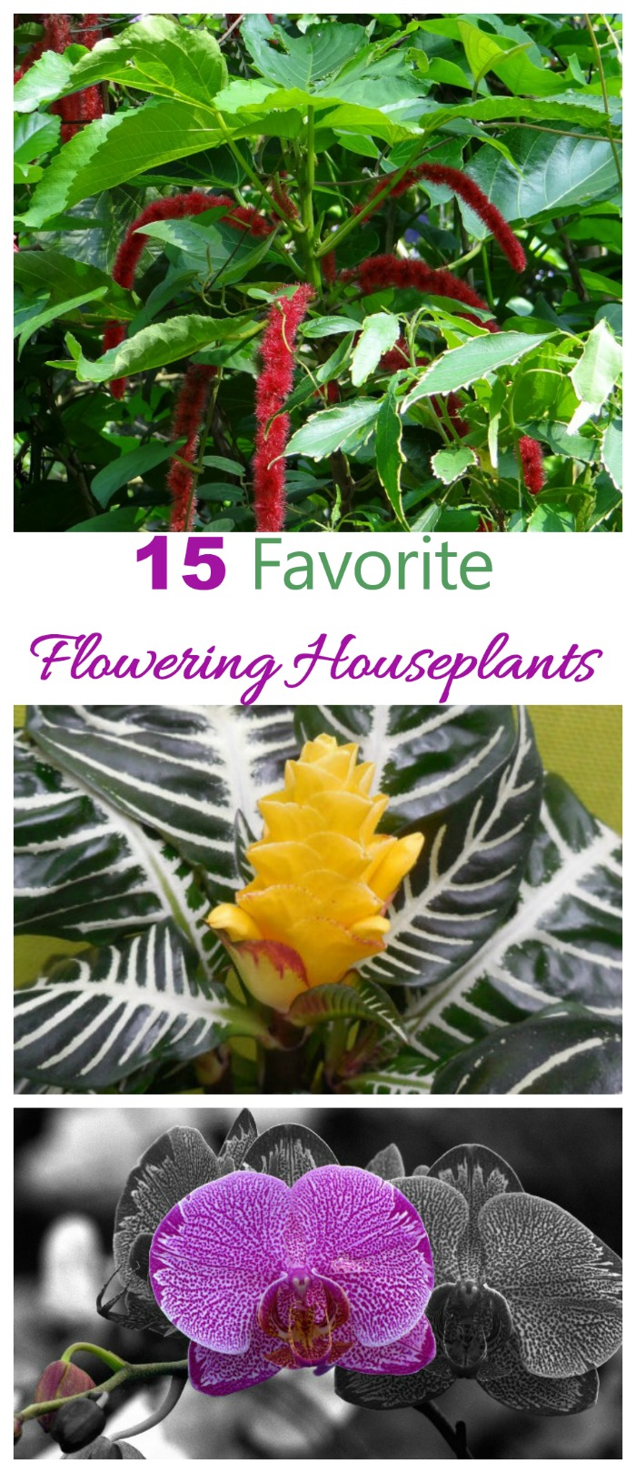 نباتات منزلية مزهرة - 15 نباتًا داخليًا مزهرًا