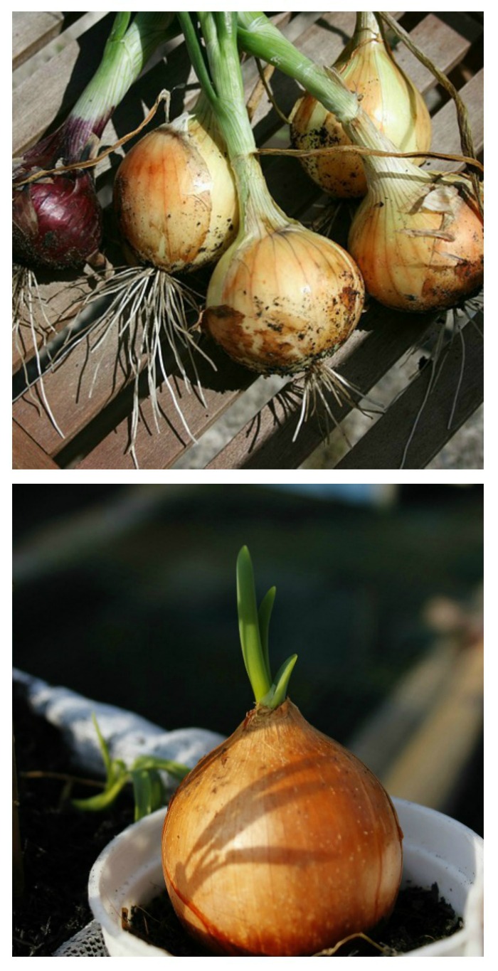 Cultivo de cebolas no interior: 6 xeitos de cultivar cebolas en recipientes