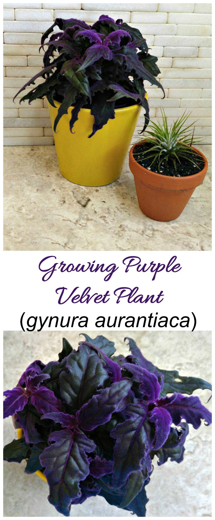 Lusan Purple Passion (Gynura Aurantiaca) - A 'fàs lusan Velvet Purpaidh