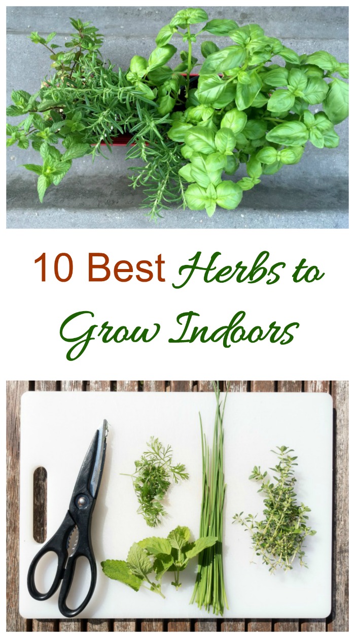 Urter for å vokse innendørs – 10 beste urter for solfylte vinduskarmer