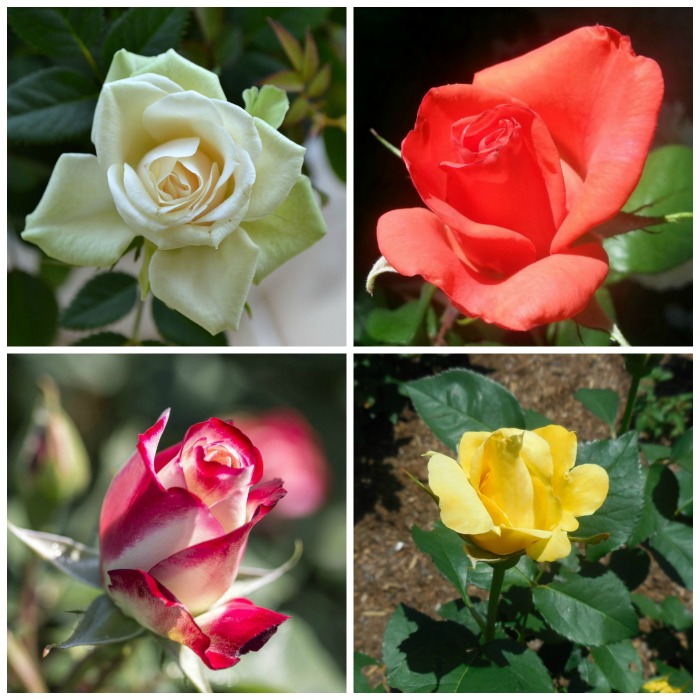ပန်းစည်းအတွက် နှင်းဆီအရောင် ၁၄ ရောင် အဓိပ္ပါယ်များ
