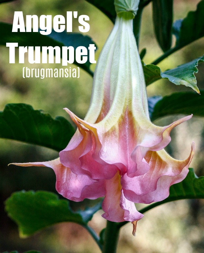 Como cultivar a trompeta de anxo - Consellos para cultivar Brugmansia
