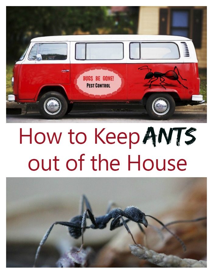 როგორ დავიცვათ ჭიანჭველები სახლიდან