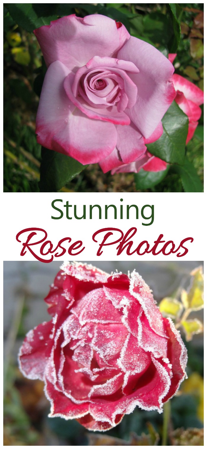 Increíbles fotos de rosas