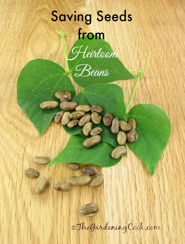 Saving Seeds from Heirloom Beans