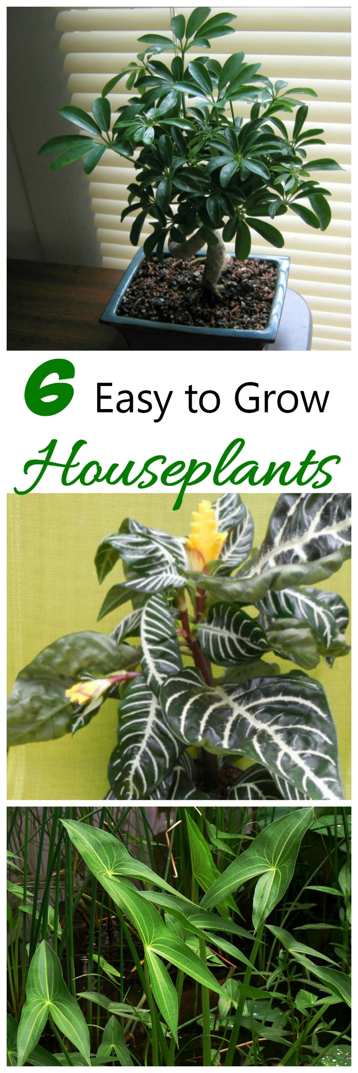 6 plante de apartament ușor de crescut
