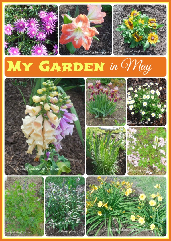 Moje zahrada v květnu - spousta kvetoucích květin