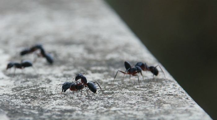 Formiche killer alla borace - Test di 5 diversi killer naturali per formiche contro il terro