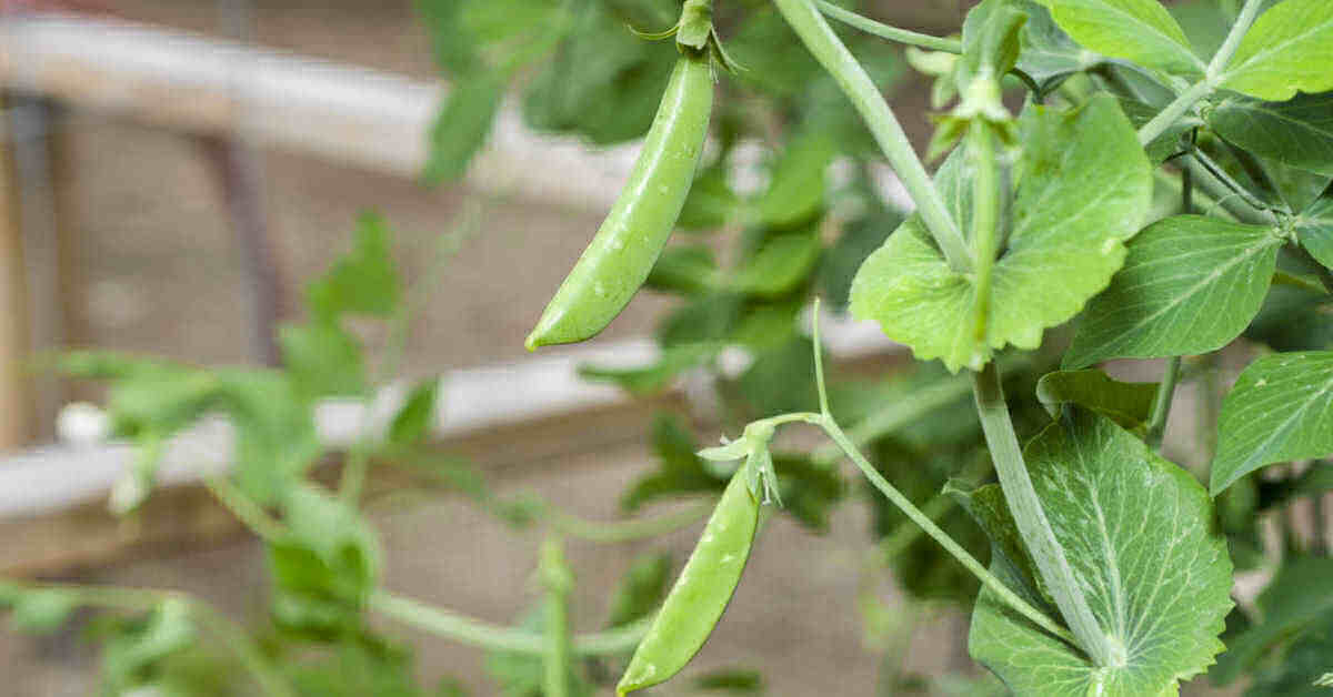 Dyrking av Sugar Snap Peas – Planting og bruk av Sugar Snap Peas