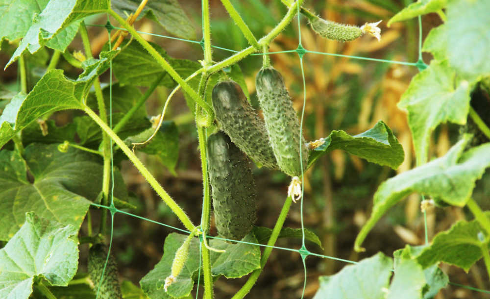 8 Agurk Trellis Ideer – Støtte agurkplanter – Hvordan binde opp agurker