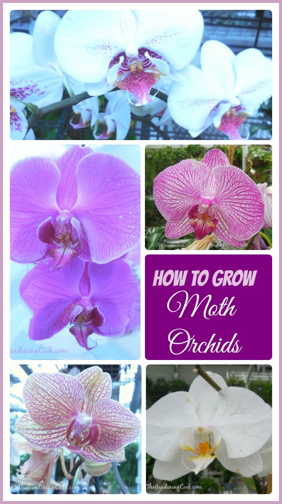Moth Orchids - Phalaenopsis - utmärkt val för nybörjare