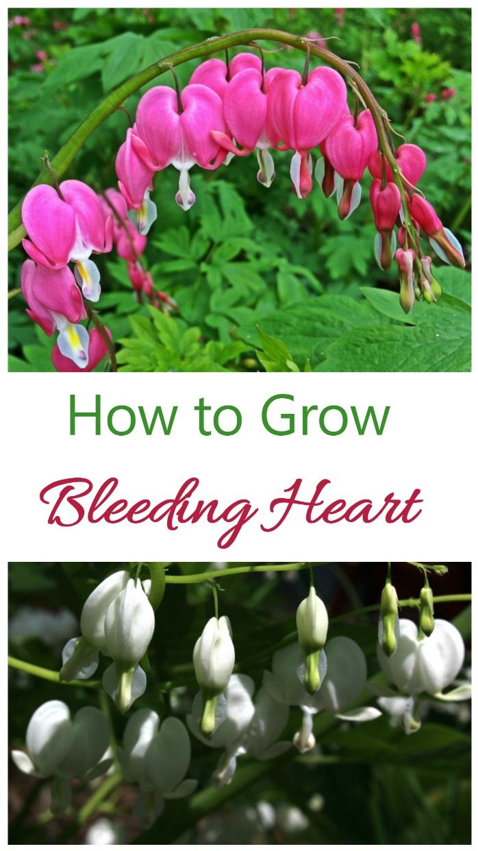 Bloedend hart - Hoe je Dicentra spectabilis kweekt