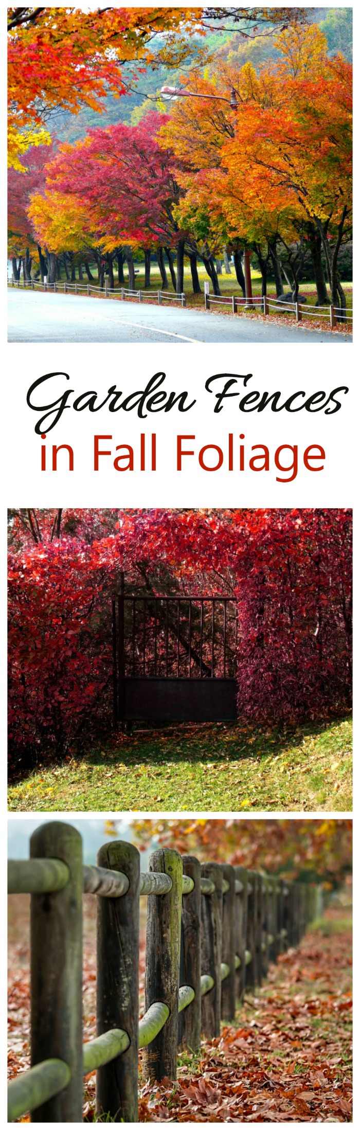 紅葉 - 秋のガーデンフェンスとゲート