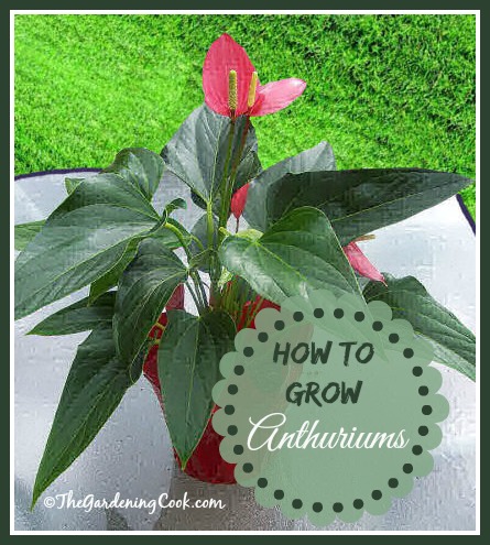 Fleur de flamant rose - Plante d'anthurium - Un délice tropical