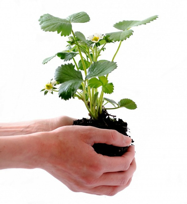 Home Made Miracle Grow - vyrobte si vlastní domácí hnojivo pro rostliny