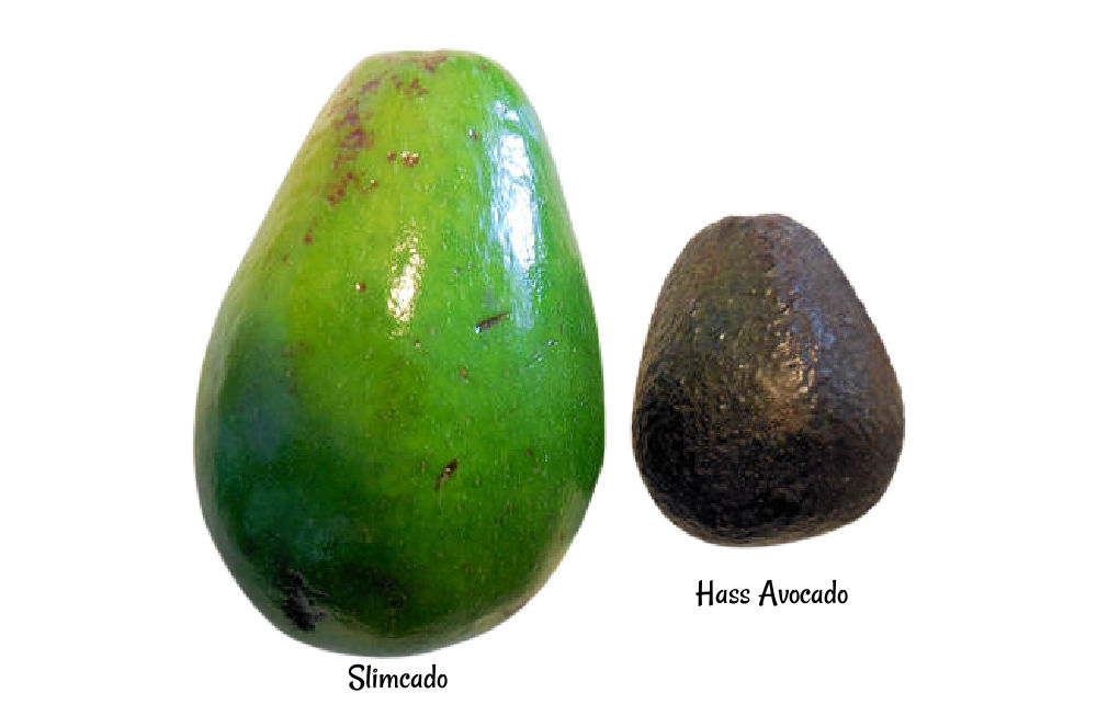 Авокадо Флорида со светло-зеленой кожицей - Факты и питание Slimcado