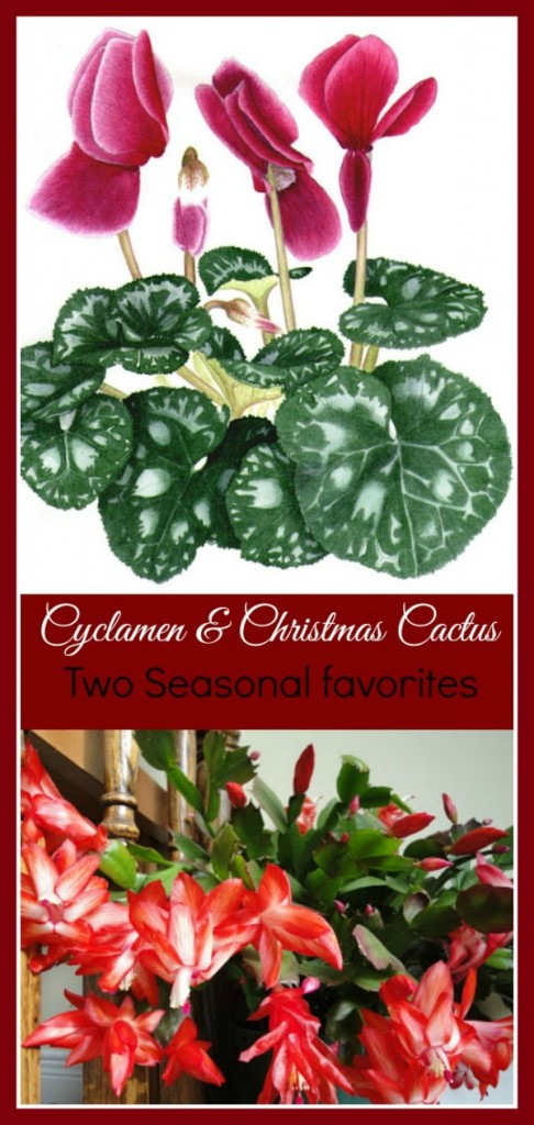 Ciklamenai ir kalėdiniai kaktusai - 2 mėgstamiausi sezoniniai augalai