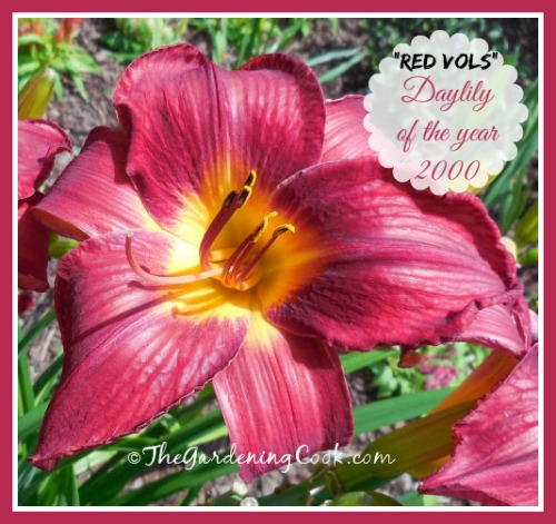 Red Vols Daylily är en riktig trädgårdsstjärna