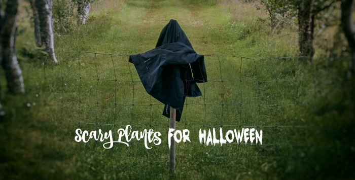 Halloween-planter - 21 skræmmende planter til at skabe en uhyggelig stemning