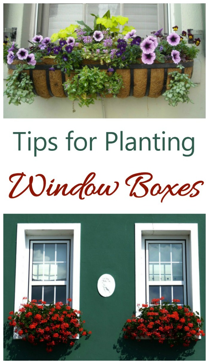 مزارعو Window Box - كيفية زراعة صناديق النوافذ