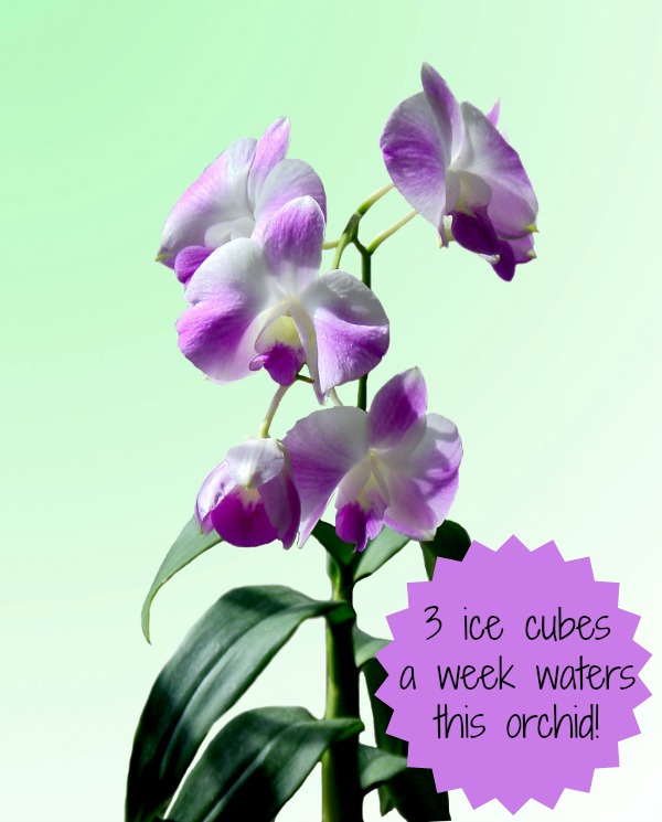Orchidee Phalaenopsis - Perfezione esotica