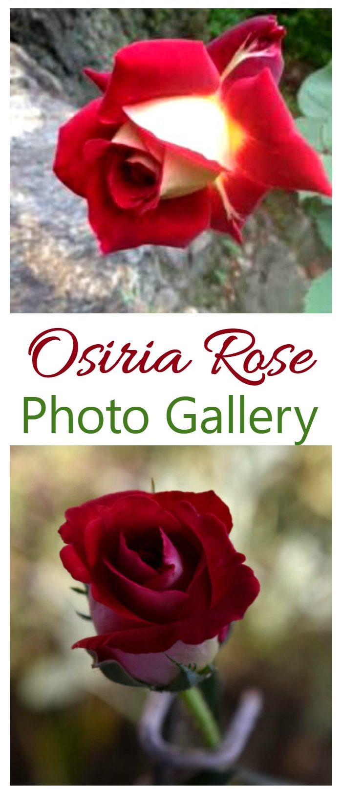 Osiria Rose Fotogalleri af denne svært tilgængelige hybrid te-rose