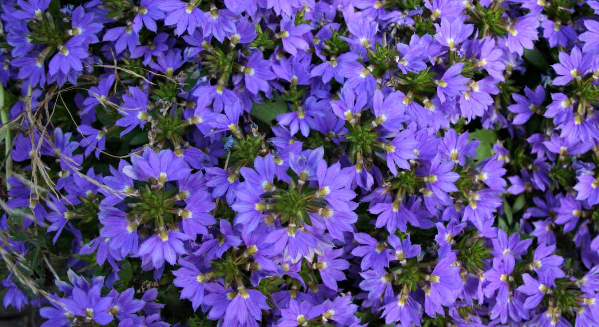 Uzgoj lepezastog cvijeta – Scaevola Aemula – Savjeti za njegu biljke Scaevola