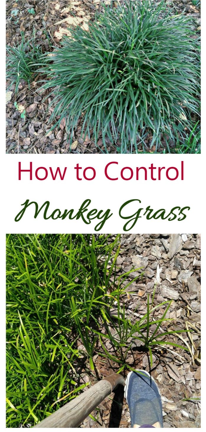 Controlling Monkey Grass - Miten päästä eroon Liriope