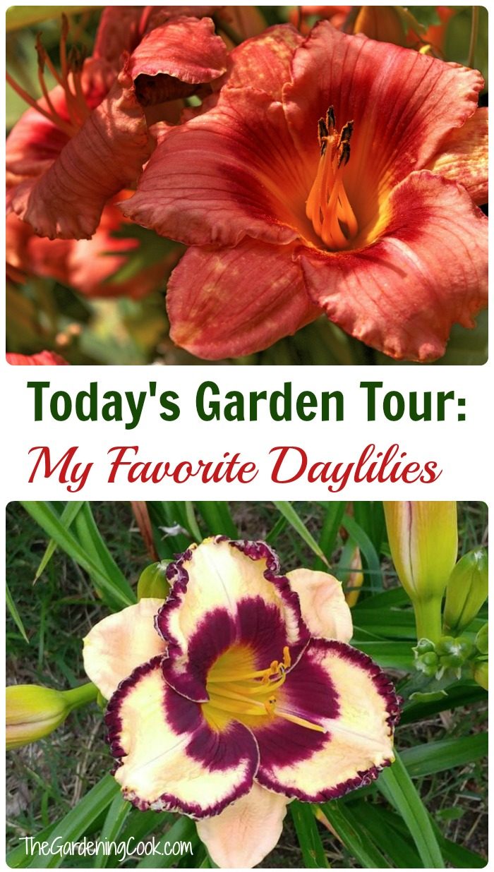 Moje najljubše Daylilies - ogled vrta