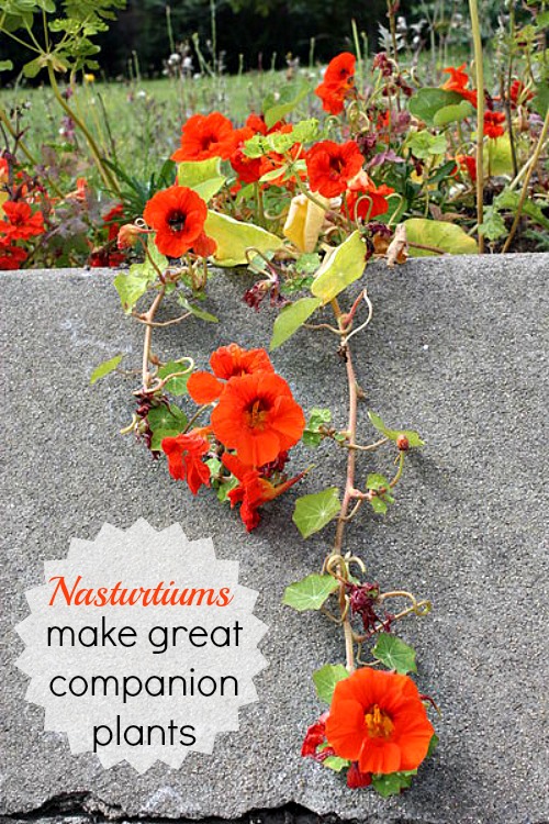 Nasturtiums kuin Companion Kasvit auttavat vihanneksia