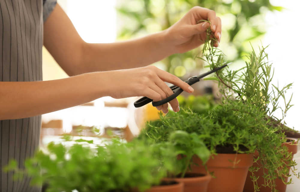 11 Herbal Terbaik untuk Kebun Dapur