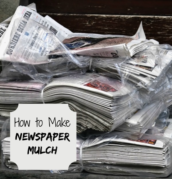Mulch av tidningspapper - Bekämpa ogräs och hjälp din jord