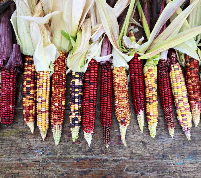 Украшение из индийской кукурузы на День благодарения - Украшения из индийской кукурузы