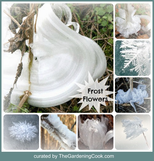 Frostblomster - naturlig skønhed i naturen