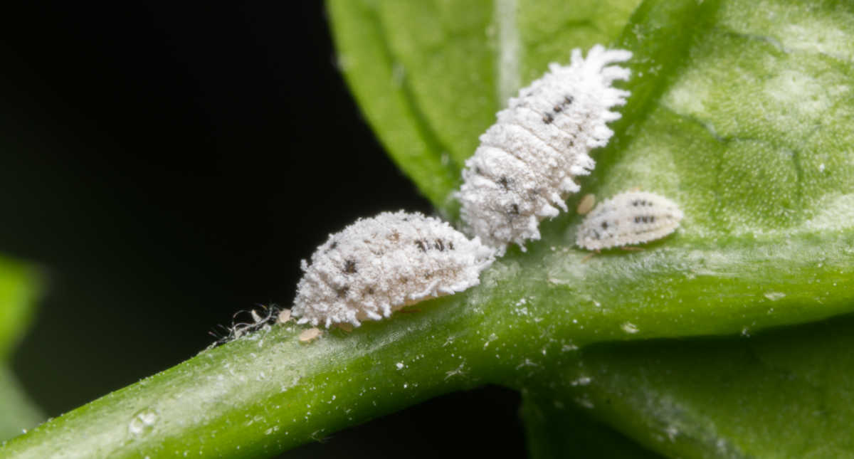 Bitkilerdeki Unlu Böcekler - Ev Bitkisi Zararlıları - Unlu Böcek Tedavisi