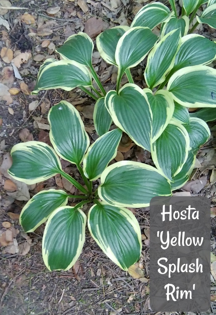 Hosta Yellow Splash Rim - Istuta tämä nopeakasvuinen kasvi varjopuutarhoissa.