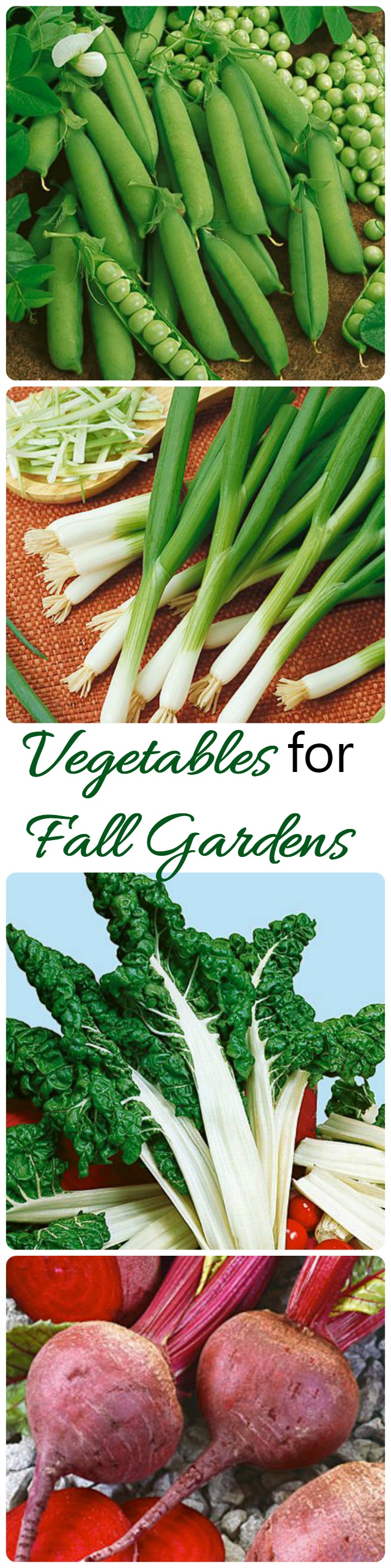 Што да се засади за есенските градини со зеленчук