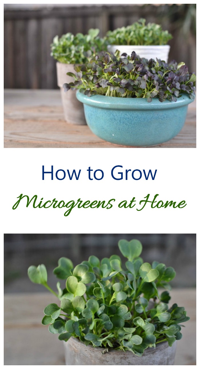 Microgreens 성장 – 집에서 Micro Greens를 재배하는 방법